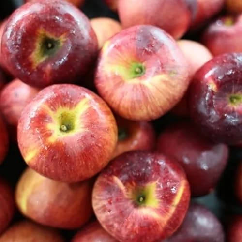 유명산지 경북 부사 5kg 11,450원~