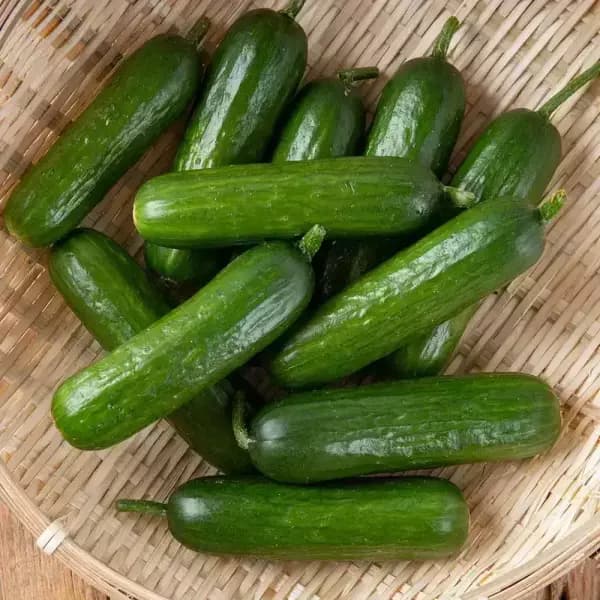 국내산 아삭한 미니오이 1kg 9,580원