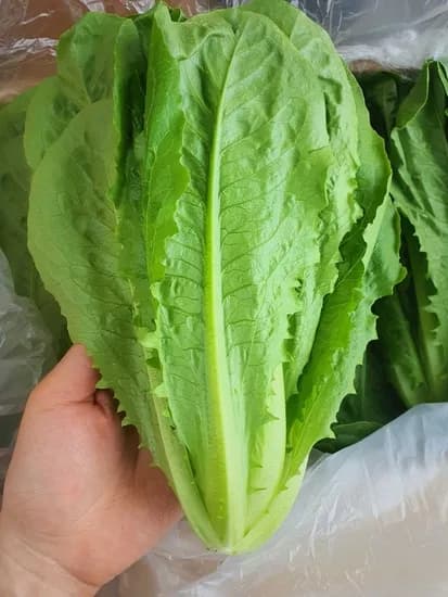 통로메인  2kg 5800원