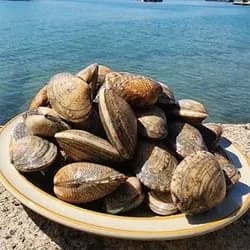 통영 왕바지락 1kg 9,500원 무배