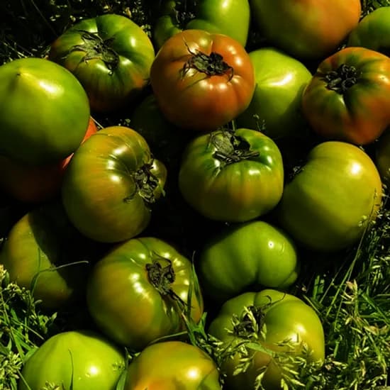 산지직송 대저 짭짤이 토마토 2.5kg 19,590원 무배