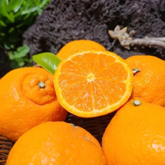 제주직송 제철 카라향 2kg 12,800원