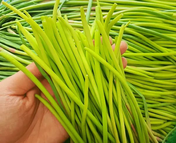 국내산 햇 마늘쫑 특품 500g 4,950원 무배