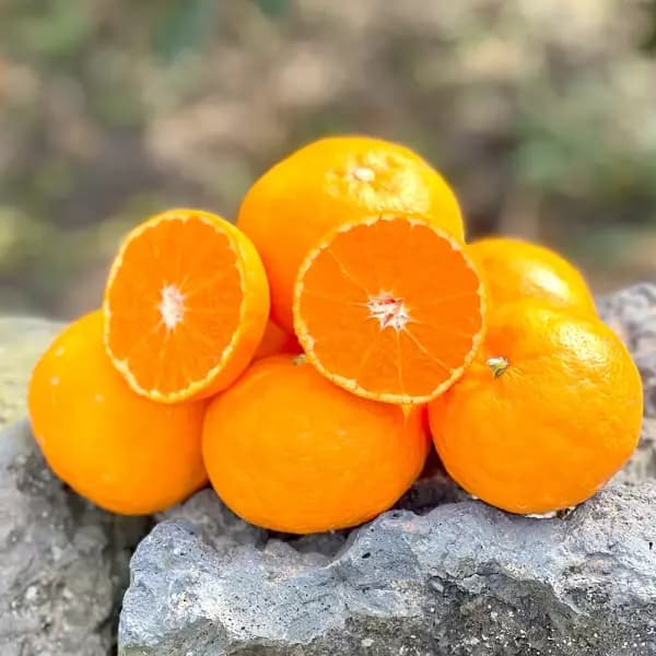 고당도 서귀포 카라향 4kg 16,900원 무배