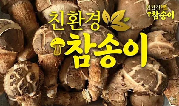 친환경 참송이버섯 500g