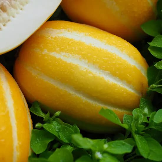 성주 참외 가정용 로얄과 2.5kg 8과내외