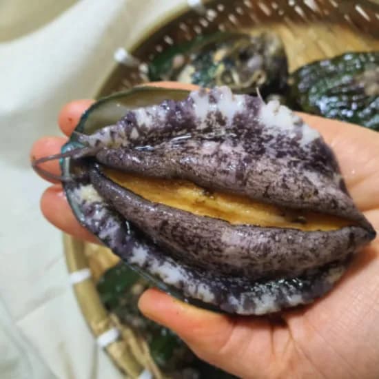 황제수산 완도 활전복 1kg 10-12미 14280원