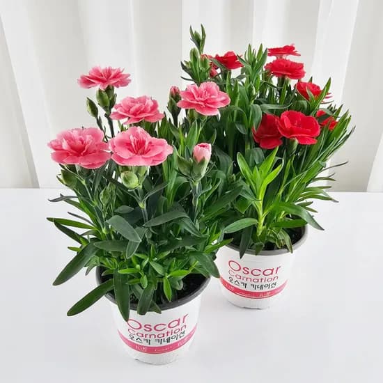 카네이션 생화화분 1+1 8,800원 무배