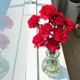 카네이션 8송이 꽃병 용돈봉투 9500원