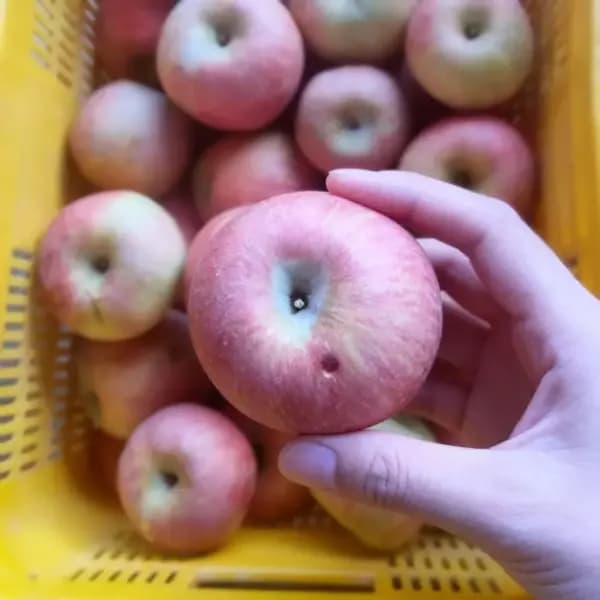 가정용 부사사과 4kg 22-25과 12,200원 무배