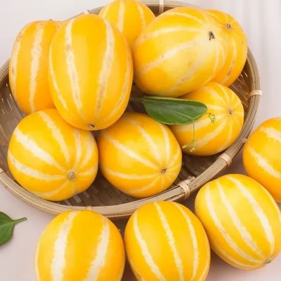 성주 가정용 참외 1.5kg