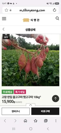 고창꿀고구마 10kg
