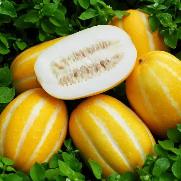 성주 꿀참외 5kg
