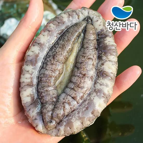 활전복 왕특대 5-6미 1kg