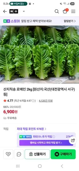 로메인 2kg