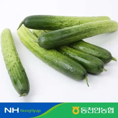 백다다기 오이 2kg 외 다양 10개