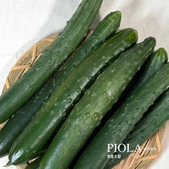 취청오이 2kg