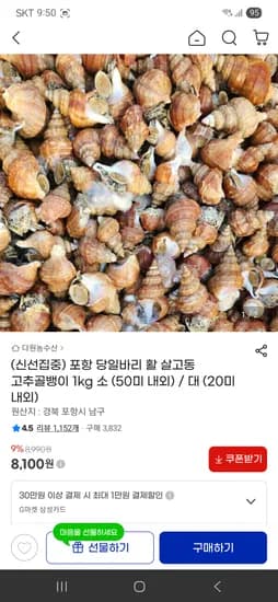 포항 당일바리 활 살고동 고추골뱅이 1kg 소(50미) 8,100원/무배