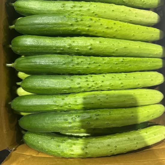 백다다기 오이 5kg 토스딜 12100원 무배