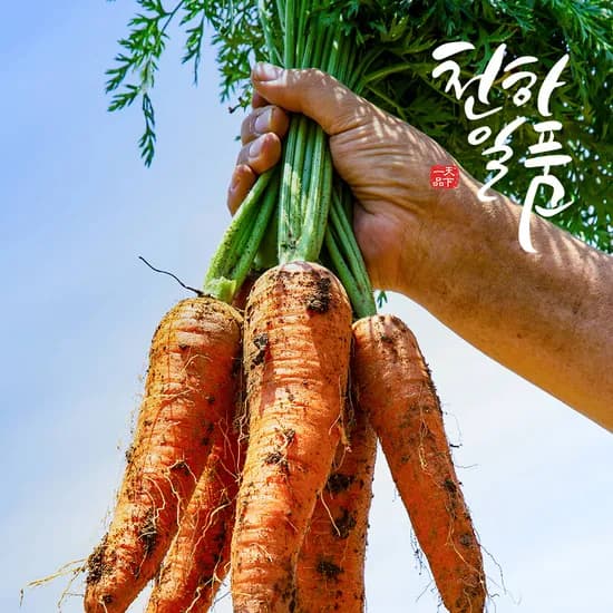 제주 구좌 흙당근 3kg