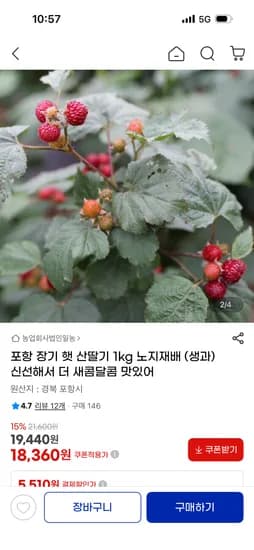 포항 장기 햇 산딸기 외 다양 1kg 노지재배 18,360원