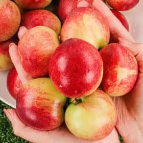 신비복숭아 외 다양 2kg (27-30과) 13,280원