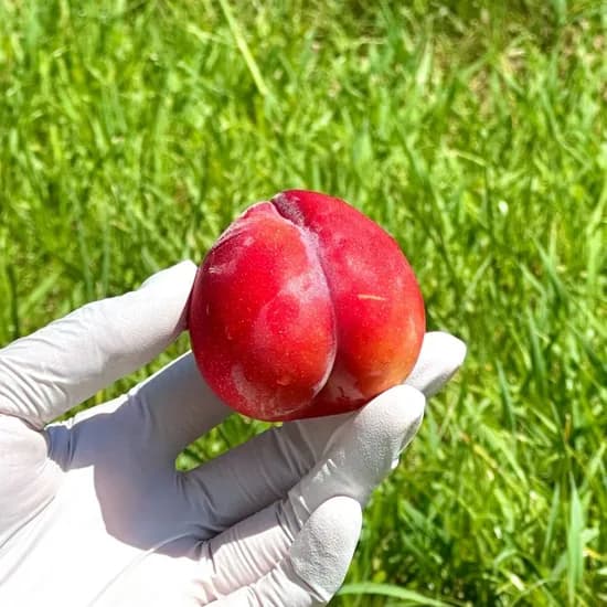 자두 대석 추희 중과 500g