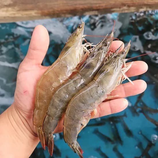 국내산 흰다리새우 횟감용 500g 1개