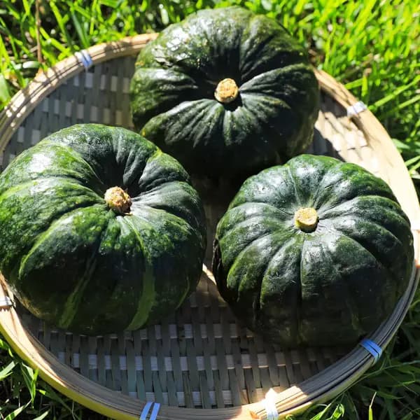 제주 미니 보우짱 밤호박 5kg