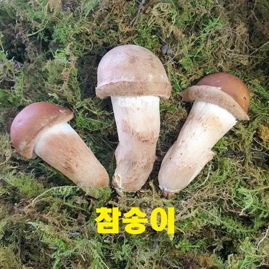 곡성 참송이버섯 가정용 1kg 11,880원
