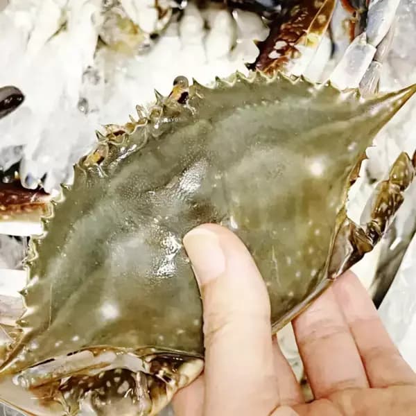 당일조업 서해안 가을 꽃게 대사이즈 생물 2kg (6~9미) 얼음포장 16,190원