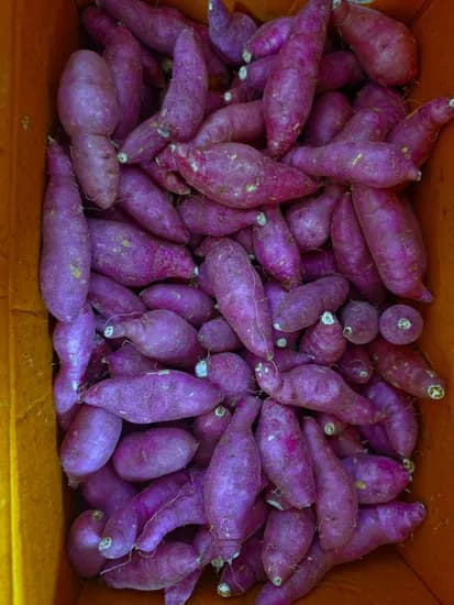 26년 고창고구마 한입꿀고구마 10kg 16,900원