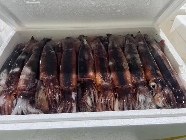 자연산 특대 생물 오징어 1kg 3-4미 10,430원