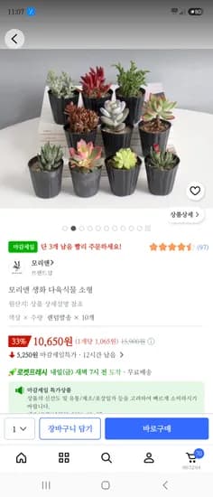 다육이 랜덤10종 10,650원