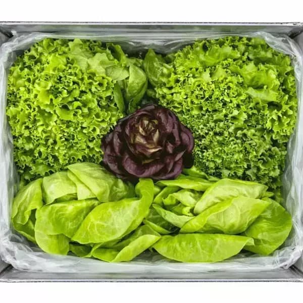 국내산 모듬 샐러드용 채소 1kg 5,770원