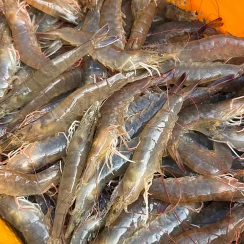 흰다리새우 대하 1kg 35미내외 12,900원 무배