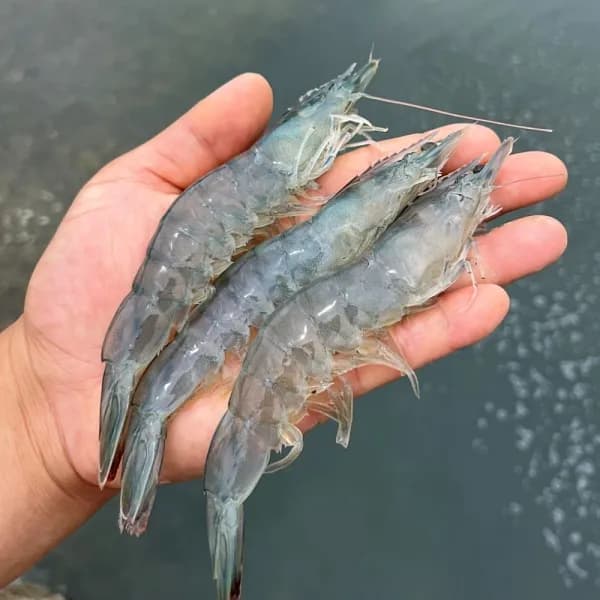 국내산 활 대하 흰다리새우 1kg 14,060원