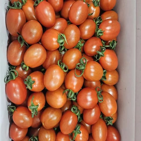 국내산 대추 방울토마토 2kg 소과 중대과 (동일옵션2개 구매시 5kg발송)