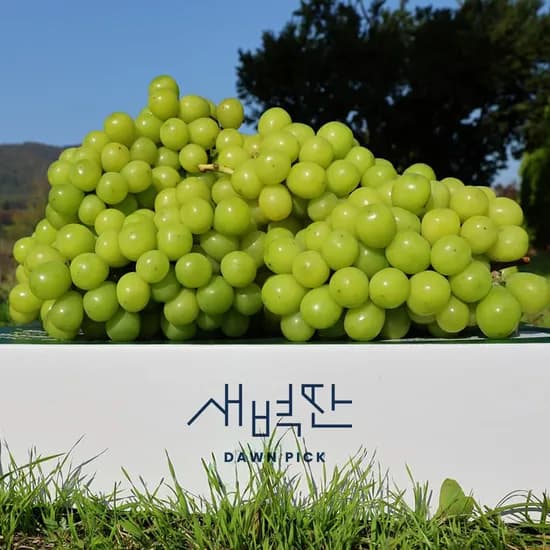 샤인머스켓 씨없는 포도 망고포도 선물세트 마이하트 레드