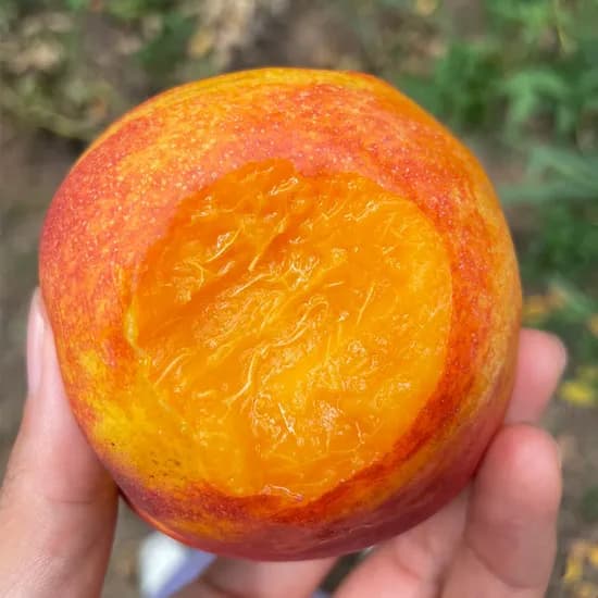 오늘신선 영천 제철 복숭아 신비 천도 백도 딱딱이 이노센스 대극천 천반도 거반도