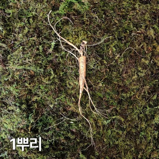 12-15년근 야생삼 파삼 1뿌리 산양산삼 산양삼 장뇌삼 장뇌산삼 82,500원