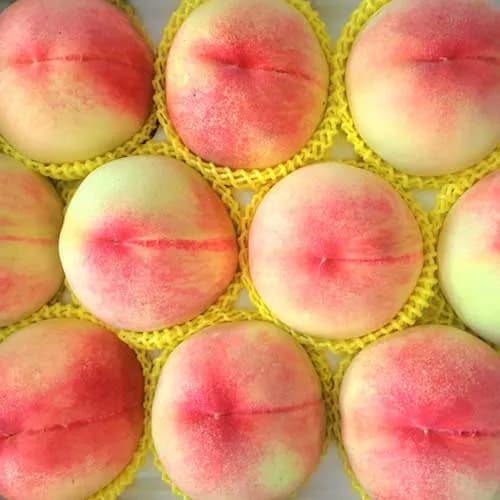 복숭아 신비복숭아 대극천 딱딱이 말랑이 천도 거반도 황도 백도