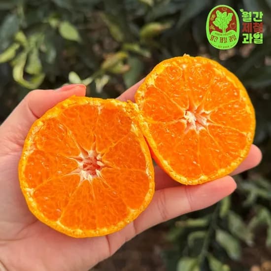제주 하귤 제주도 하우스귤 맛좋은 제주농협 귤림원 귤 5kg 5키로 3kg