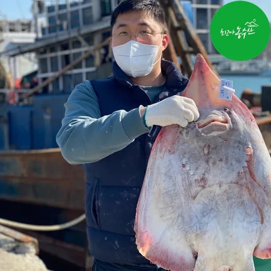 흑산도 홍어 애 삼합 회 국산 목포 삭힌 안삭힌홍어 500g 1kg
