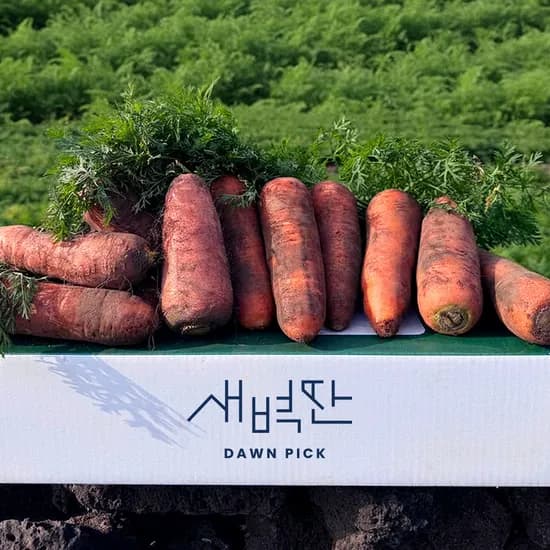 제주 구좌당근 비세척 국내산 햇 흙당근