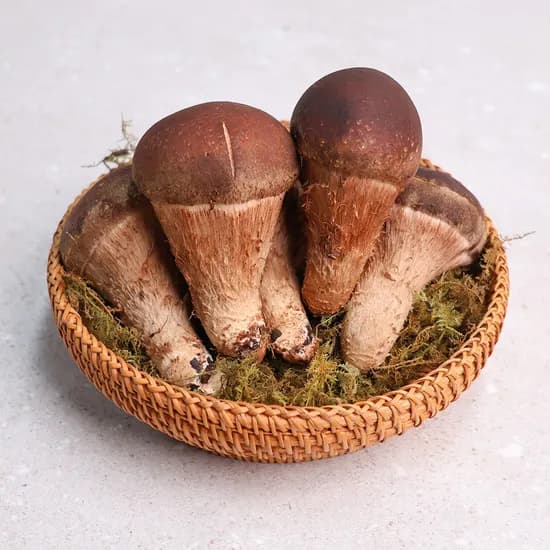 오늘신선 산지직송 무농약 참송이버섯 가정용/정품(500g,700g,1kg) 선물세트