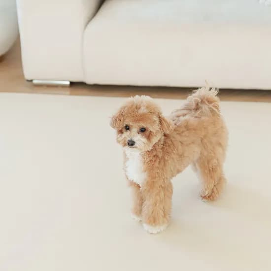 개놀자 슬림 실리콘 강아지 롤매트 고양이 미끄럼방지 매트 아이보리, 140x200cm