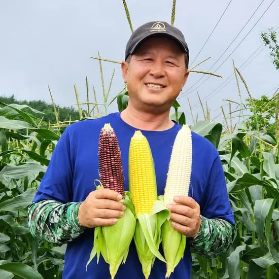 강원도 찰옥수수 햇옥수수 초당옥수수 흑찰옥수수 미백옥수수 국산 생옥수수 옥수수