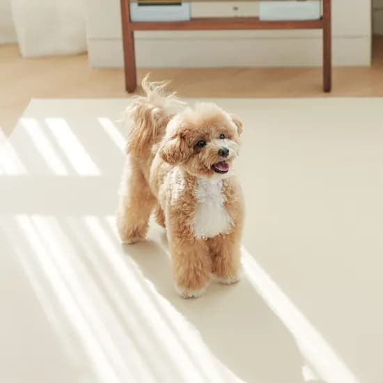 개놀자 슬림 실리콘 강아지 롤매트 고양이 미끄럼방지 매트 아이보리, 110x300cm