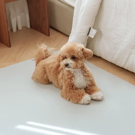 개놀자 슬림 실리콘 강아지 롤매트 고양이 미끄럼방지 매트 그레이, 140x300cm